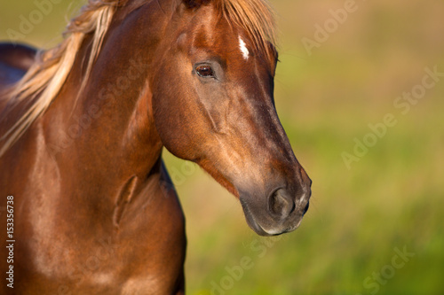 Red horse close up portrait in motion in summer field