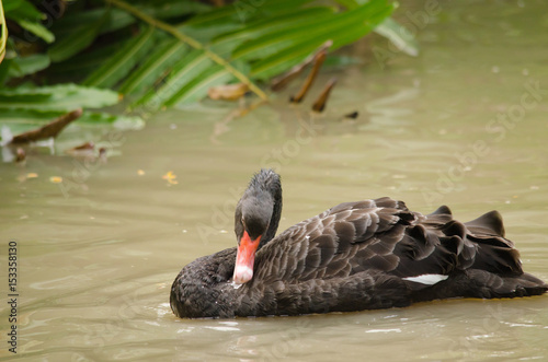 Black swan is floatting in the bloom