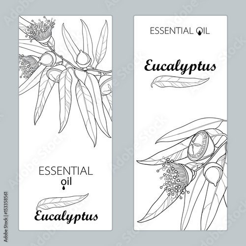 Vector templates with outline Eucalyptus globulus, fruit, flower and leaves isolated. Floral design for poster, banner, package with contour Eucalyptus branch for cosmetic, aromatherapy, medicine.
