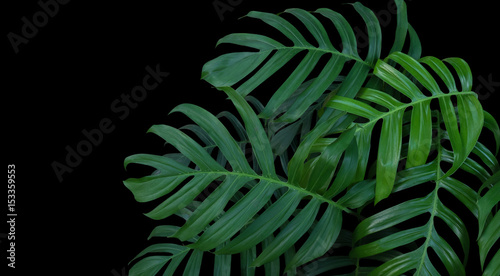 Fotografie Monstera plant leaves, green tropical forest, evergreen vine on black background