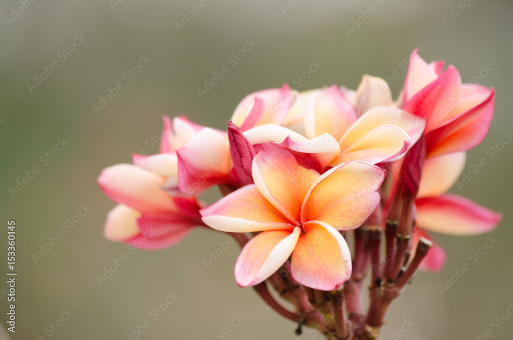 Frangipani, Plumeria, Temple Tree, Graveyard Tree is common name of Plumieria Scop.