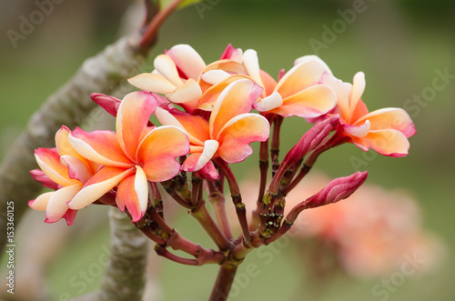 Frangipani  Plumeria  Temple Tree  Graveyard Tree is common name of Plumieria Scop.