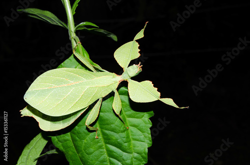 leaf insect is eatting on the leaf .