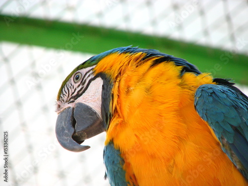 a parrot