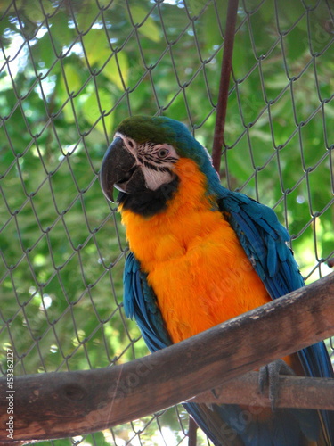 a parrot