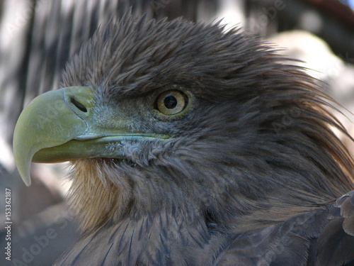 eagle