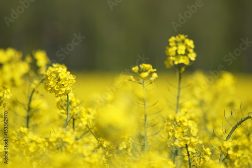 Rapsfeld, Raps, Blüten,Gelb © Virginia