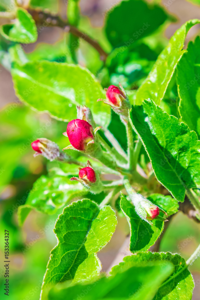 Obraz premium Flower of apple tree which blossoms on a branch on a bright sunny day with green young leaves