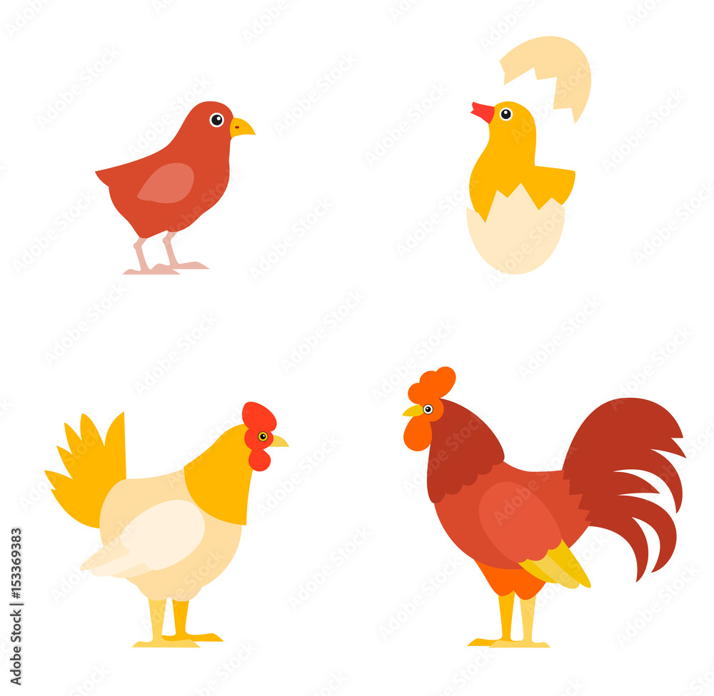 Fototapeta premium A colorful farm birds collection.