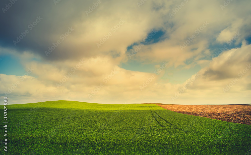 Fototapeta premium Corn field and sky