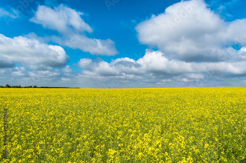 Rape field and sky