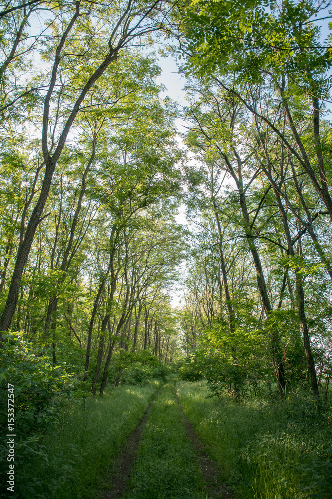 Magnificent view of forest path Magnificent view of forest path