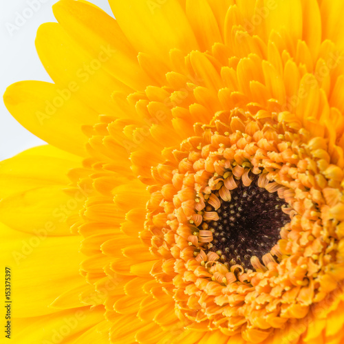 Wundersch  ne Gerbera in Nahaufnahme  quadratisch