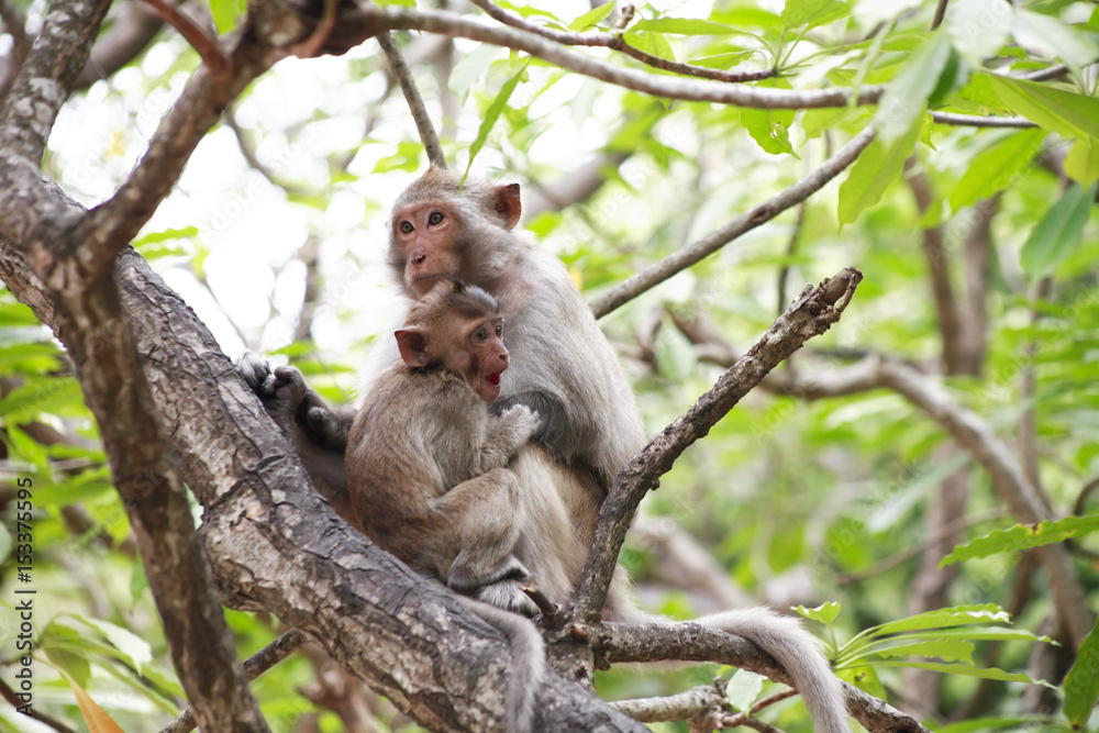 Small Monkey And Mother Small Monkey And Mother
