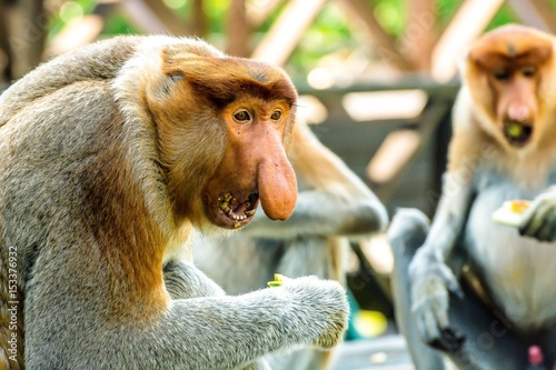 Fotografía Close up of a highly Endangered Proboscis Monkey (Nasalis larvatus) male with a huge nose & comical expression in Labuk bay Sanctuary, Sandakan Sabah