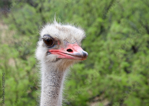 Portrait of one male ostrich, looking slightly to viewers right. Green bushes in background. The ostrich is a large flightless birds native to Africa. Males have a pink beak