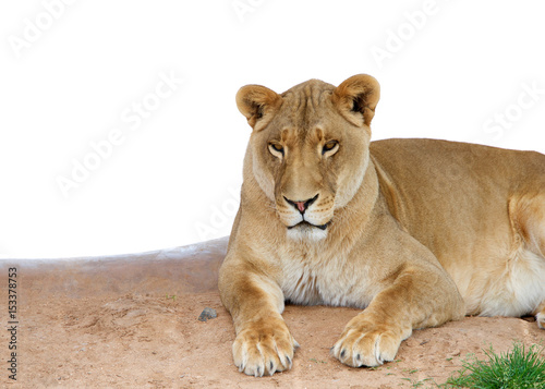 Female lion laying on brown dirt looking at viewer, isolated on white. Lions are the  second largest living cat after the tiger. photo