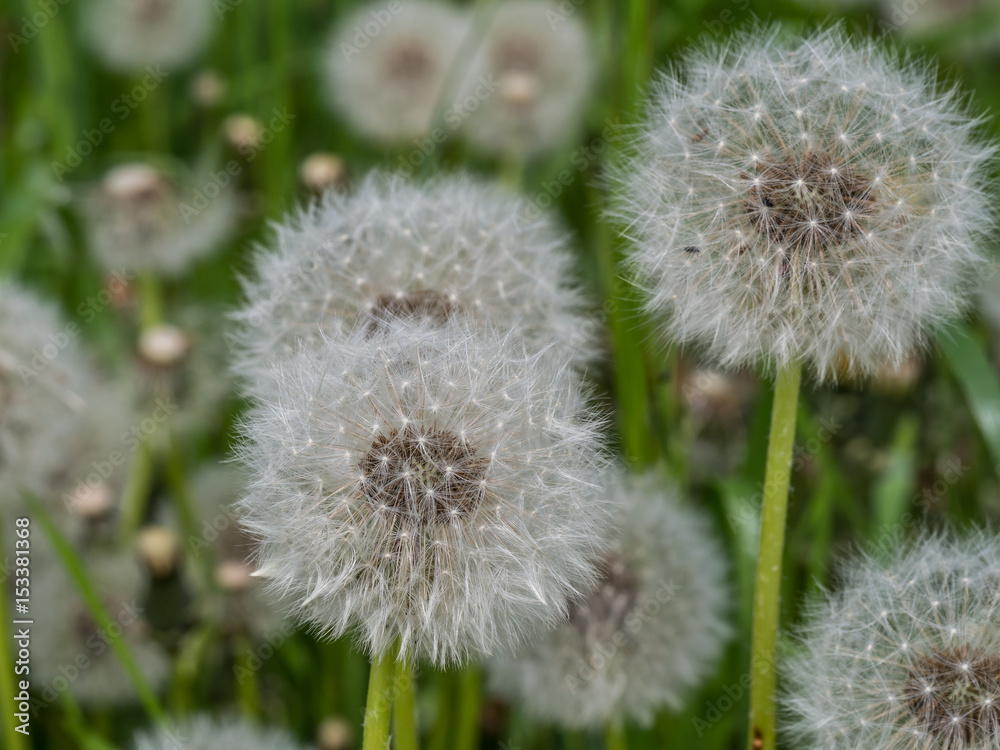 Pusteblumenfeld Pusteblumenfeld