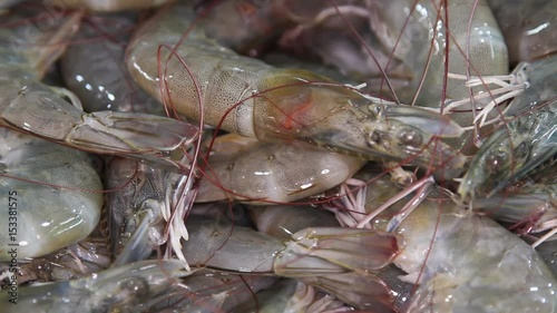 Fresh royal tiger shrimps are sale in the local market close up
