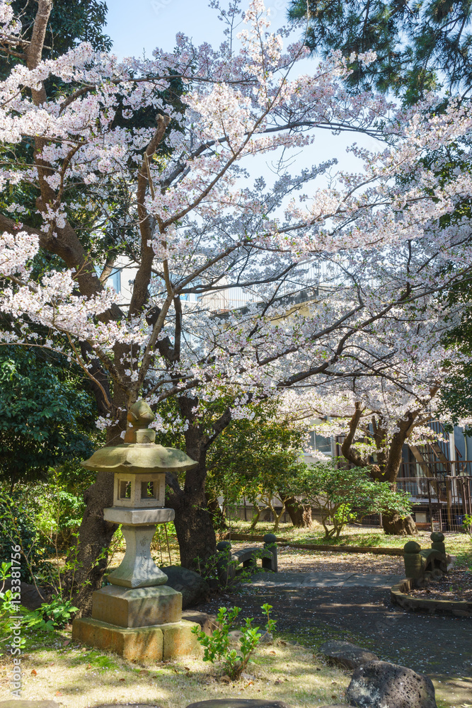 Obraz premium 桜満開の沼津日枝神社