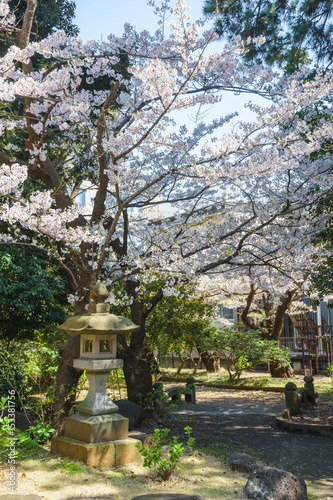 桜満開の沼津日枝神社