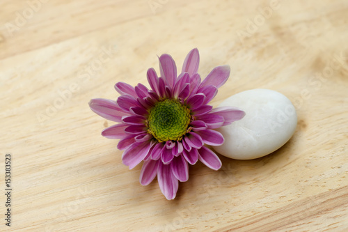 Pink flower of Chrysanthemum and white stones.