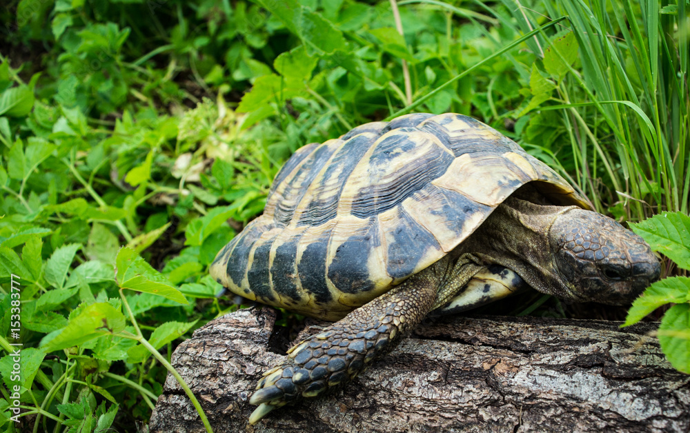 Obraz premium Munching turtle