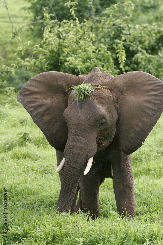 Fototapeta premium Wild Elephant (Elephantidae) in African Botswana savannah