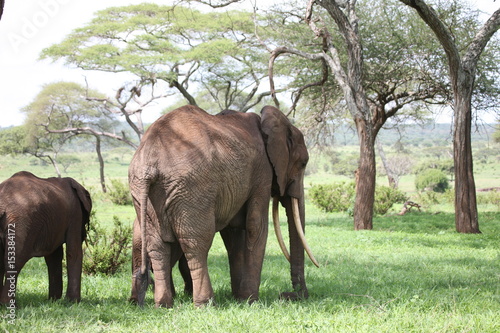 Wild Elephant  Elephantidae  in African Botswana savannah