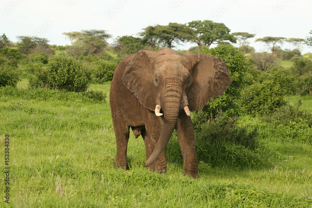 Fototapeta premium Wild Elephant (Elephantidae) in African Botswana savannah