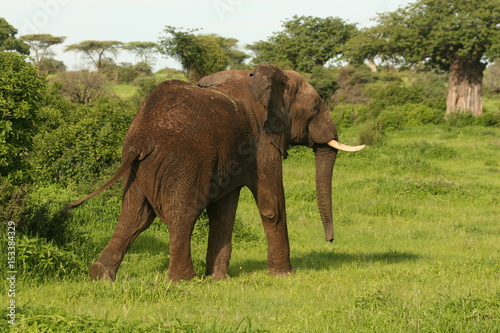 Wild Elephant  Elephantidae  in African Botswana savannah