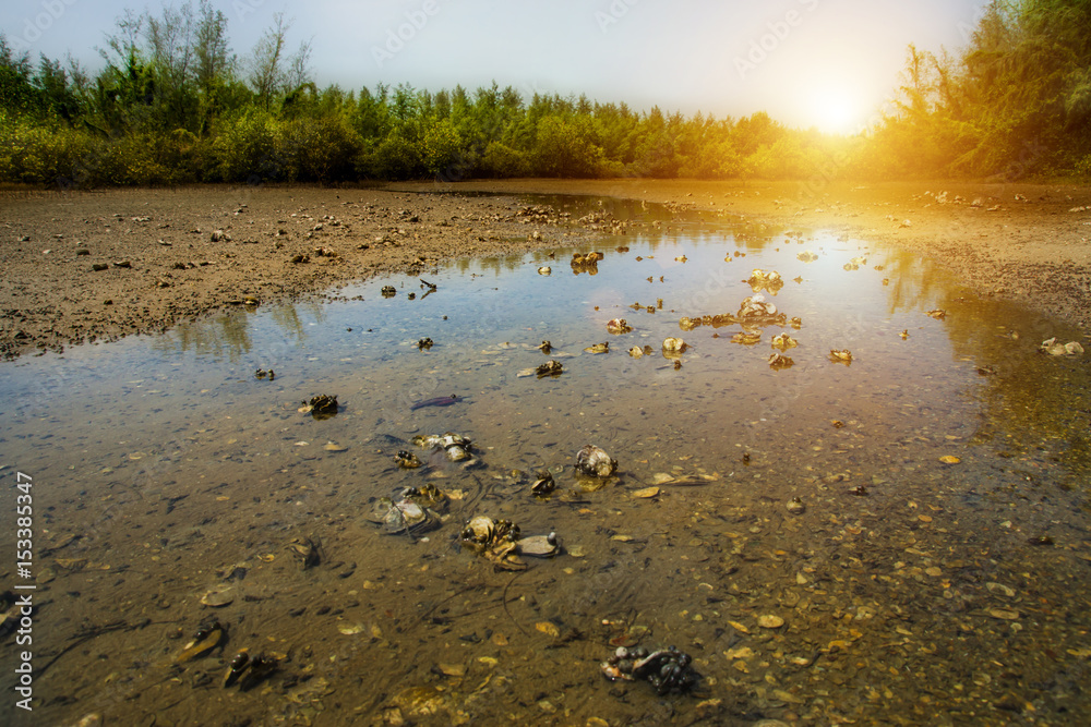 Un-focus image of mangrove forest raceway with sunlight and Oyster on the sand.