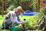 Sadzenie ziół na grządce. Kobieta sadzi rośliny w przydomowym ogródku