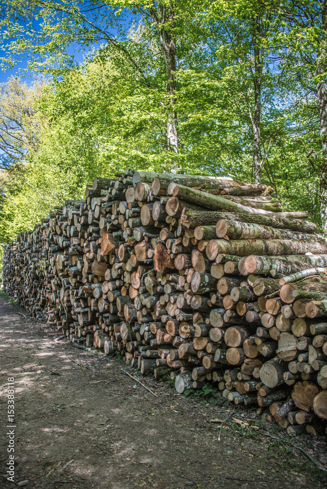 Tas de bois en forêt