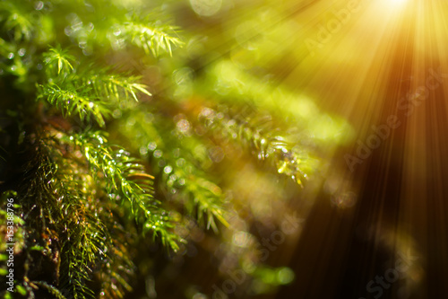 Blur image of Green moss in the morning with sunlight.