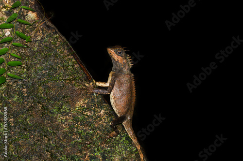 Acanthosaura crucigera in the dark forest. photo