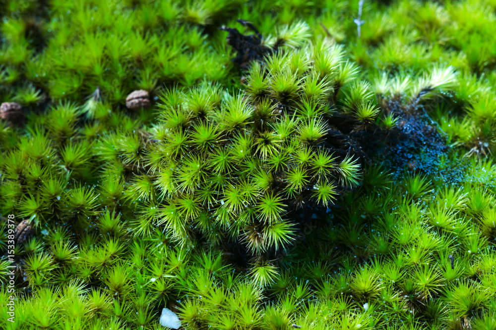 Green moss in the forest.