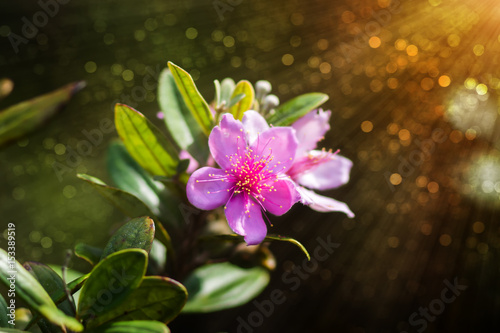 Pink wildflowers