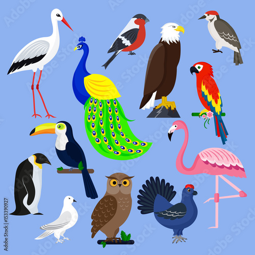 Bird species collection different vector illustration wild animal characters avifauna tropical feather pets