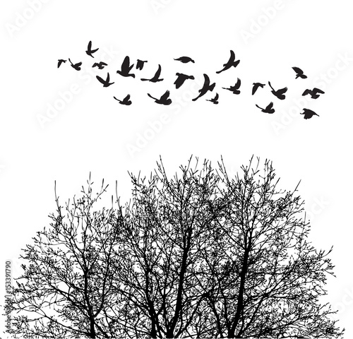 Canvas Print Silhouette flying birds and silhouette tree illustration