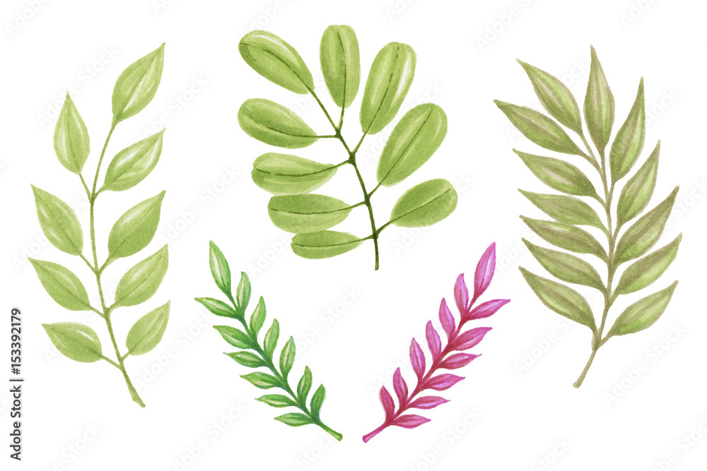 Fototapeta Hand Painting Marker leaves of different plants