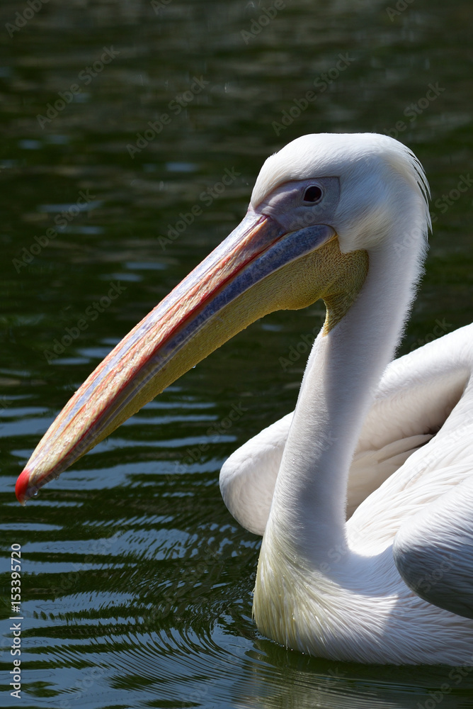 pelican