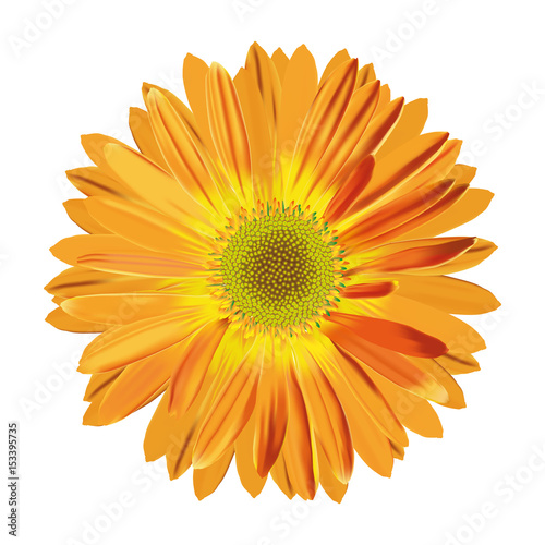 Isolated gerbera flower. Vector illustration  EPS 10