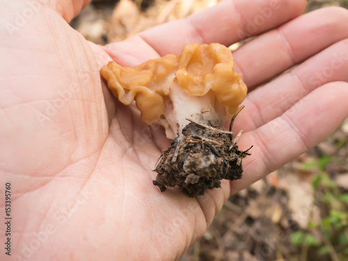 spring forest mushrooms (Gyromitra gigas) dislocating in hand photo