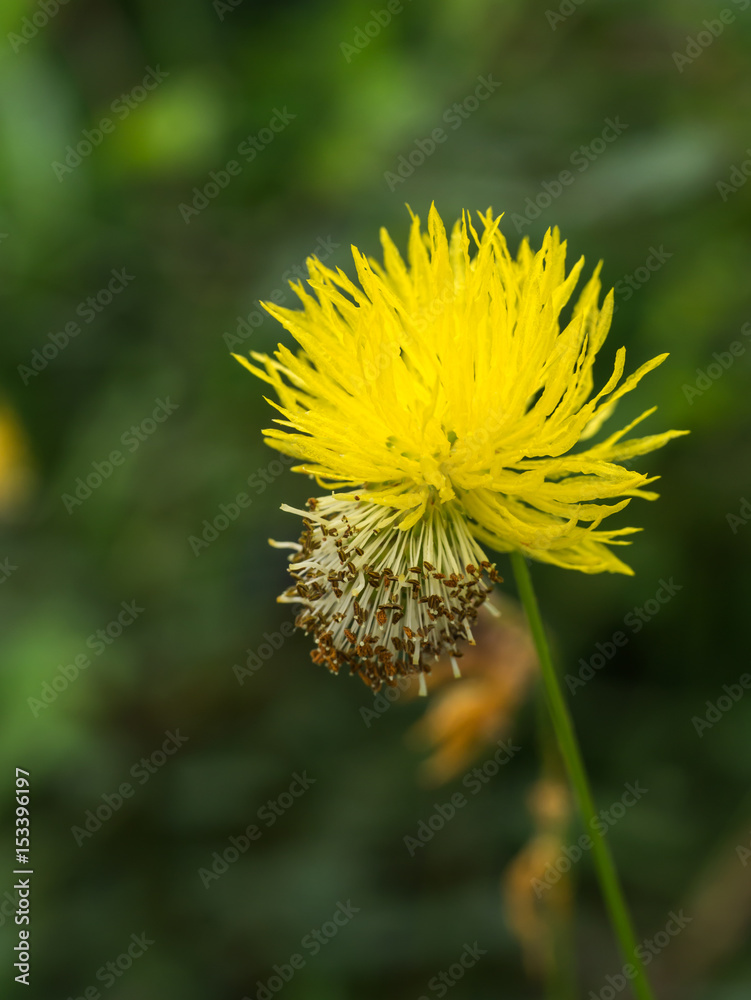 Yellow flower of water mimosa, water sensitive plant. Yellow flower of water mimosa, water sensitive plant.