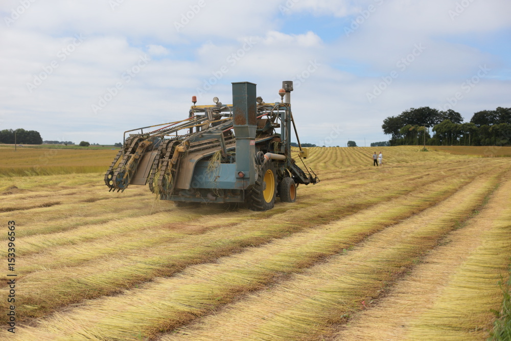 Fototapeta premium récolte champs de lin