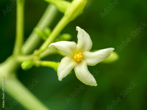 Papaya flower on tree