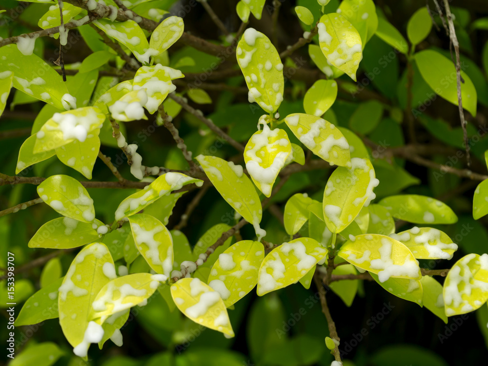 Obraz premium The young leaves of the banyan tree