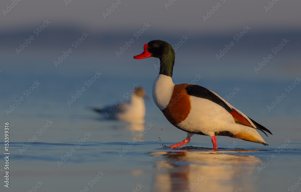 Common Shelduck - Tadorna tadorna Common Shelduck - Tadorna tadorna
