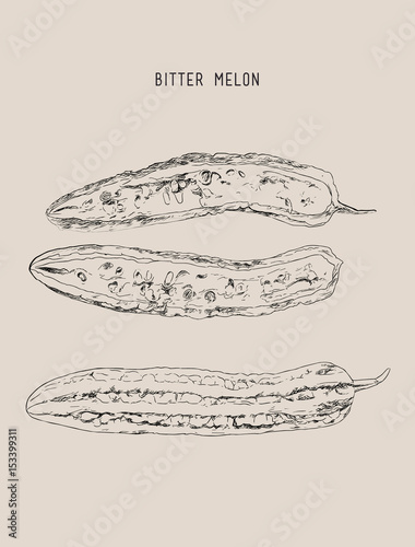 Bitter melon pod , sketch vector.